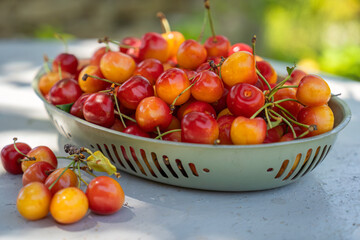 cherries in a bowl freshly picked on a farm in Provence