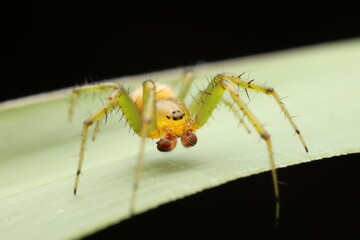 Green Lynx Spider – Macro Close-Up on Leaf a vibrant green spider species from the family Oxyopidae. This spider typically measures around ¾ inch (19 mm) in body length and feature long,