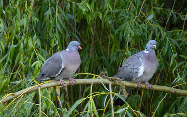 Two pigeons perched closely together on a tree branch, captured in a peaceful natural setting. 