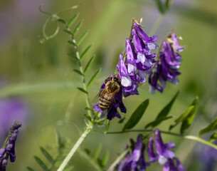 A honeybee collecting nectar from a vibrant purple flower, captured in sharp macro detail.