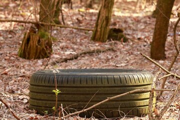 An old, discarded tire lying on the forest floor among natural vegetation. The image captures the...