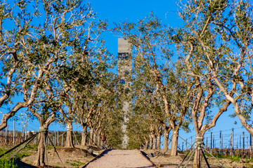 Yalta , Crimea - 30 April 2025: Straight path among olive trees in WinePark overlooking the tower