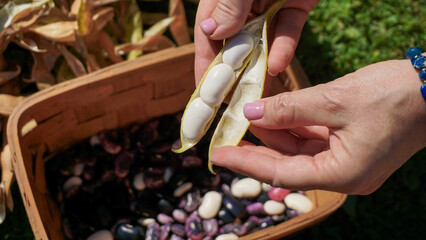 Shelling ripe harvested runner beans or Phaseolus coccineus by hands, into a basket outdoors in the...
