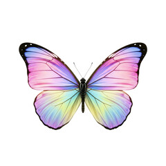 Obraz premium A beautiful butterfly with iridescent wings in shades of pink purple blue and yellow