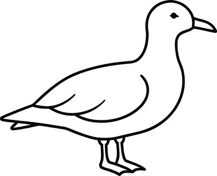 A skua bird line art vector illustration.