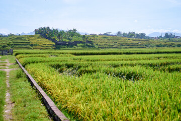 Scenic View of Lush Green Terrace Rice Fields in Rural Countryside