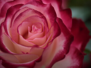 5月に咲いた赤くて美しいバラの花「ジュビレ･デュ･プリンス･ドゥ･モナコ」