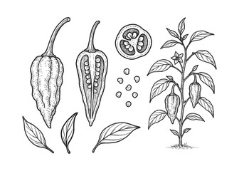 Detailed Hand-Drawn Illustration of a Ghost Pepper Plant and Fruit Morphology Study