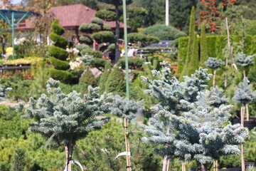 Conifer seedlings for sale in a nursery on a sunny summer day, 2