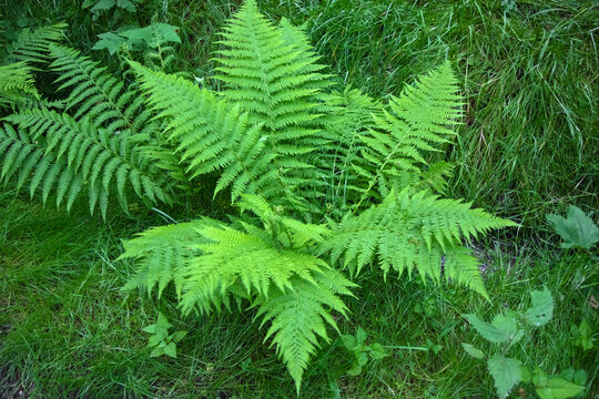 Fern plant in the forest.