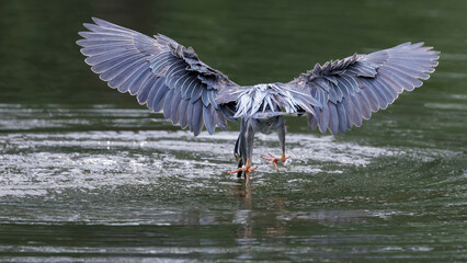 Striated Heron, Butorides striata, Green-backed heron diving and catching fish in water pond in...