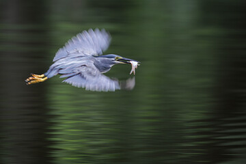 Striated Heron, Butorides striata, Green-backed heron, inflight over water pond in forest park, fish prey in bird mount, green habitat, beautiful reflection water wave, natural ripple