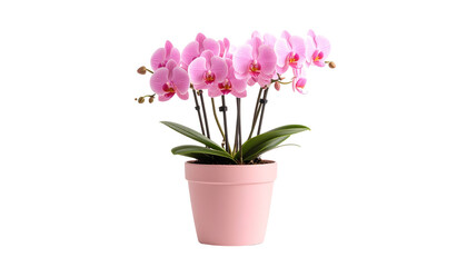 Elegant pink orchid plant in a light pink pot isolated on solid white background in Png