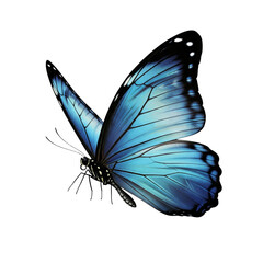 Stunning blue morpho butterfly with intricate wing patterns on white background