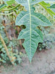 Close-up of vibrant green leaves in natural outdoor setting