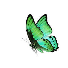 Naklejka premium A stunning emerald green butterfly with intricate black markings in flight