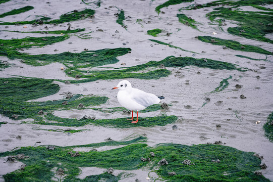 A small seagull sits on the beach in wadden sea between seaweed and lugworms.