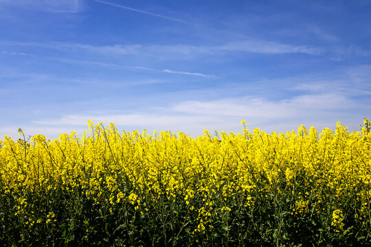 Rapeseed plants in bloom in a rapeseed field.