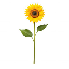 Fototapeta premium Sunflower standing foliage, with verdant tall long stem gleaming against transparent backdrop, bright yellow petals radiating natural beauty
