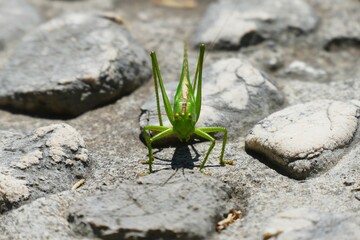 Green grasshopper on big stone background in nature