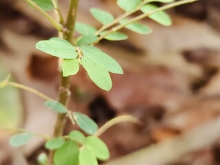 Close-up of green plant leaves, capturing the fine details, texture, and organic patterns.