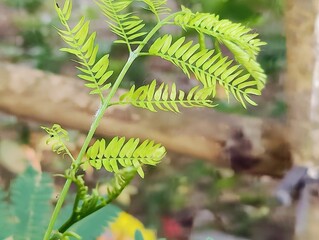 Close-up of vibrant green leaves in natural outdoor setting