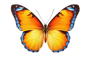 Fototapeta premium Vibrant orange butterfly with blue accents on black yellow