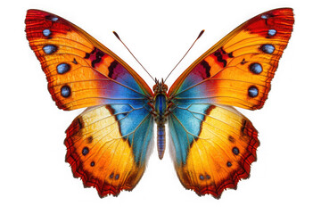 Vibrant orange butterfly with blue markings insect wings