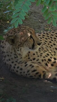 Lying jaguar closeup portrait. Vertical video