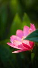 Obraz premium A delicate pink flower blooms amidst lush green foliage in nature