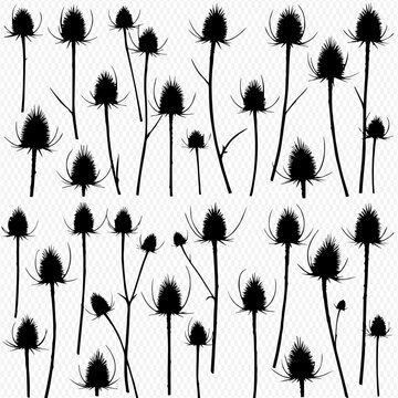 Elegant Teasel Silhouette Pattern Botanical Monochrome Design for Creative Projects and Print on Demand