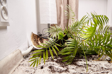 Indoor plant with soil spilled on the floor, showcasing a messy living space, with a lamp and...