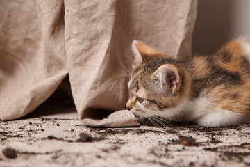 Playful kitten with calico fur is exploring a textured surface, curiously sniffing a fabric drape,...