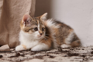 Adorable calico kitten resting on a textured surface, surrounded by scattered soil, showcasing playful curiosity and a cozy indoor atmosphere with soft lighting