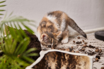 Playful kitten exploring soil mess from overturned flower pot, surrounded by scattered dirt and...