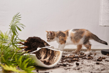Playful calico kitten curiously investigates overturned flower pot with soil and scattered plant...
