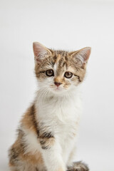 Adorable tabby kitten with distinctive markings, sitting gracefully against a soft white background, showcasing its playful and curious nature in a charming portrait