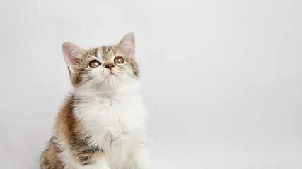 Obraz premium Adorable domestic kitten with fluffy fur and bright eyes gazes upward, showcasing its playful nature and curiosity against a soft white background, perfect for pet lovers