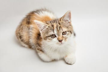 Adorable domestic cat with a fluffy coat and expressive eyes, resting on a soft surface, showcasing its playful and curious nature in a serene environment