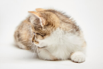 Adorable fluffy kitten with soft fur, lying gracefully on a light background, showcasing its playful demeanor and curious expression in a serene environment