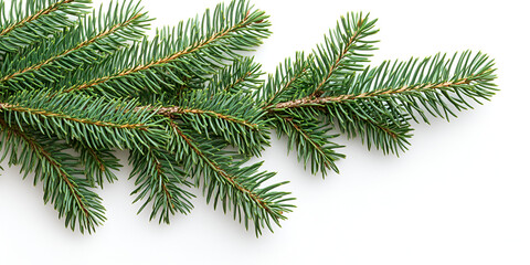 Close-up view of a vibrant green fir tree branch, isolated on white background.
