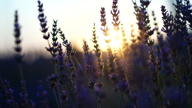 Lavender garden at sunset