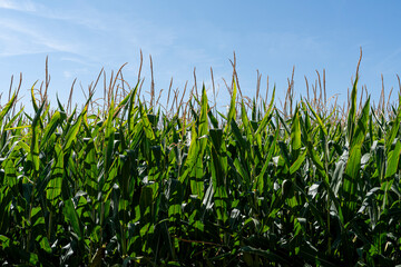 Vibrant cornfield under a clear blue sky in Zamora, Castilla y Leon, Spain during the summer season