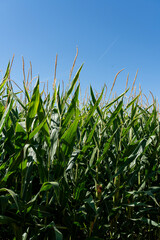 Corn plants reaching towards the blue sky in Zamora, Castilla y Leon during the summer growing season