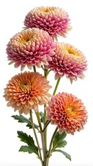 Beautifully arranged pink and peach chrysanthemums on a white background, vibrant and stunning