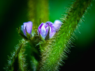 close up of a soybean flowers