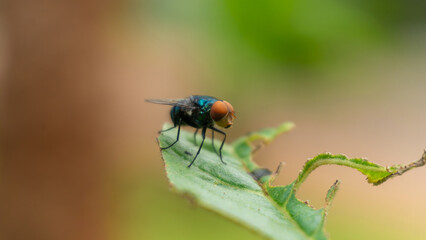 A fly landed on a vibrant green leaf.