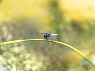 池の植物に掴まるシオカラトンボ