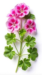 Beautiful pink geranium flowers and leaves on a clean white background