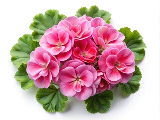 A beautiful arrangement of pink geranium flowers and vibrant green leaves